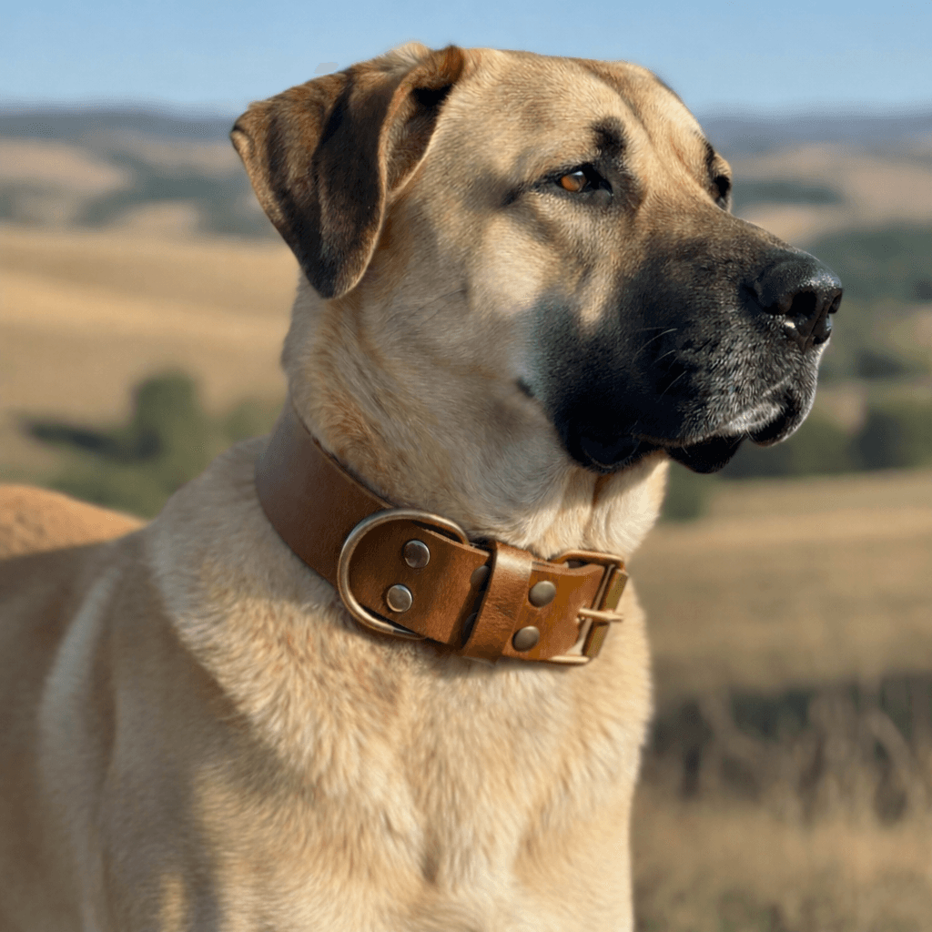 ValtroPaw deri tasma - köpek üzerinde